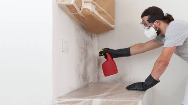 Professional Attic Mold Removal technician working in White Plains, NC